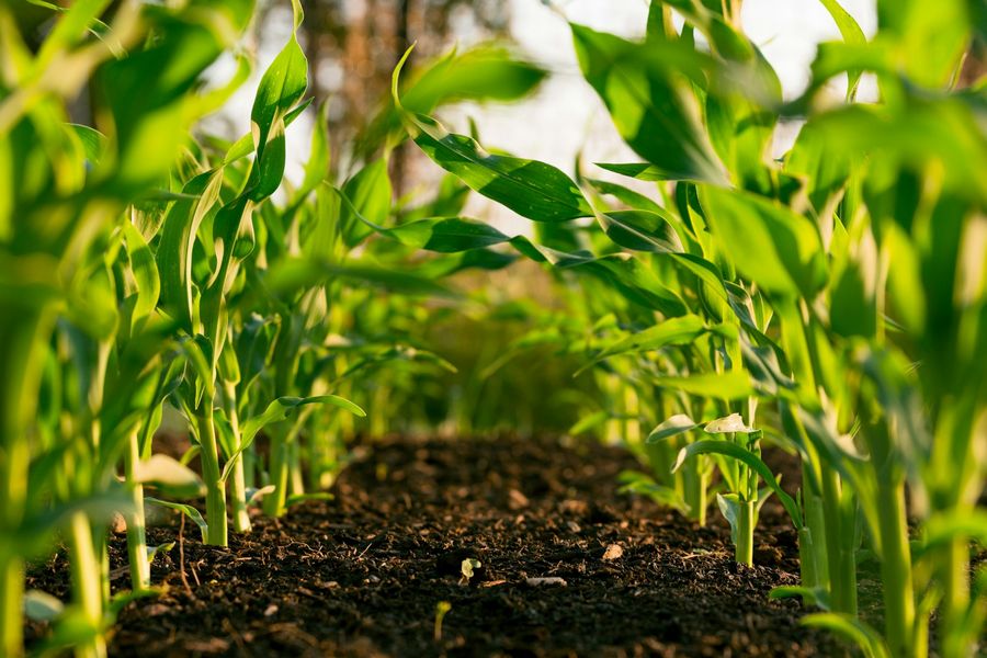 Cultivo agrícola en hilera: equipos de riego y maquinaria para el campo